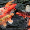 池の鯉が元気