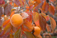 柿が美味かったです