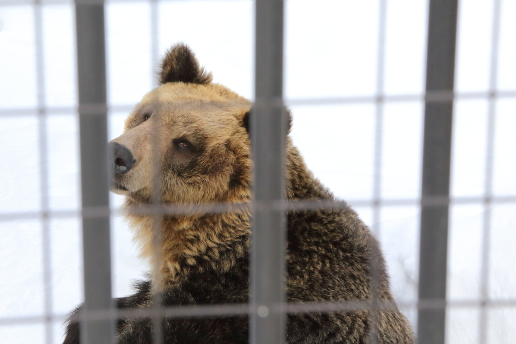 動物の目が素敵です　ヒグマ