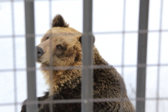 動物の目が素敵です　ヒグマ