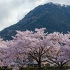 鳥取桜