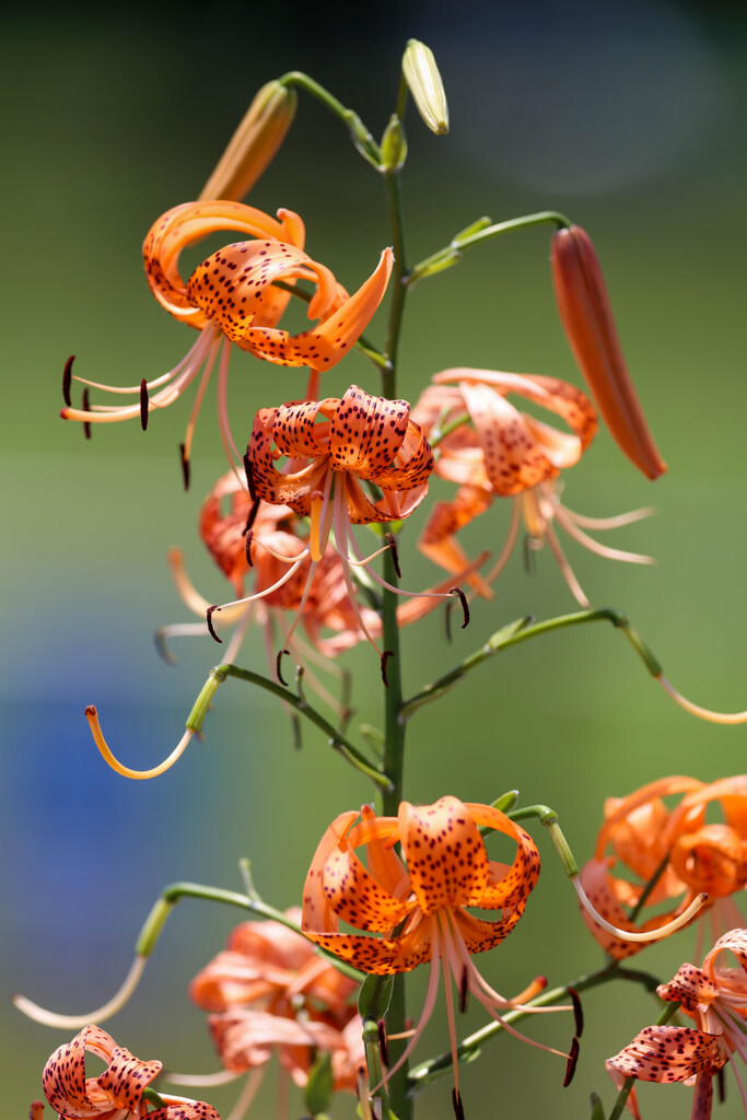 厚木の草花