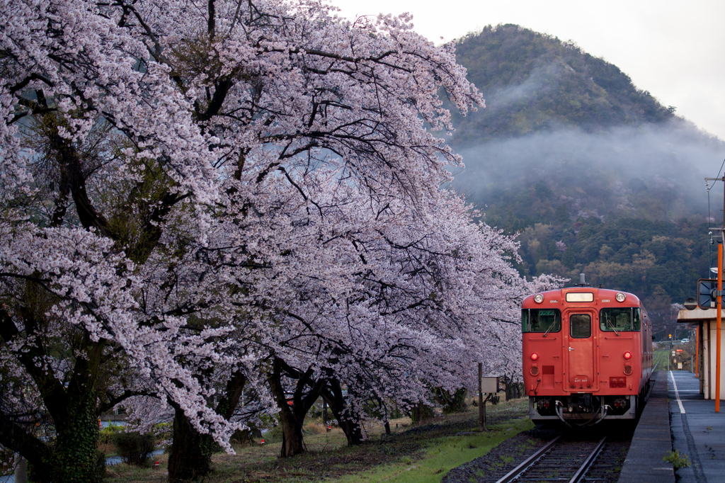 桜とタラコ