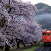 桜とタラコ