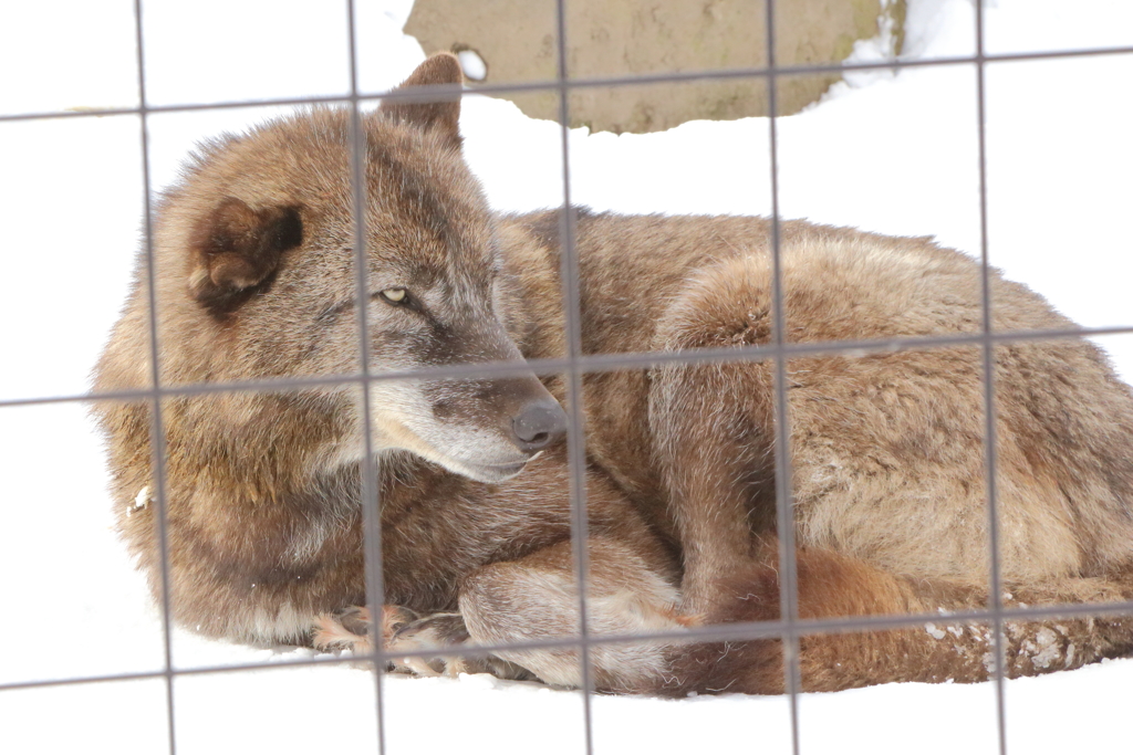 動物の目が素敵です　オオカミ