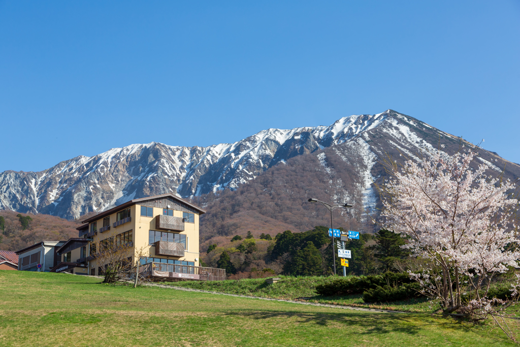 桜と残雪