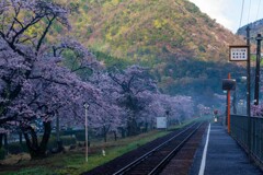 鳥取桜