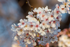 横浜の桜