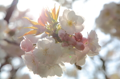 隠岐神社‐桜