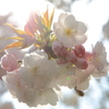 隠岐神社‐桜
