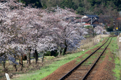 大岩駅、桜とトンビ