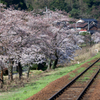 大岩駅、桜とトンビ