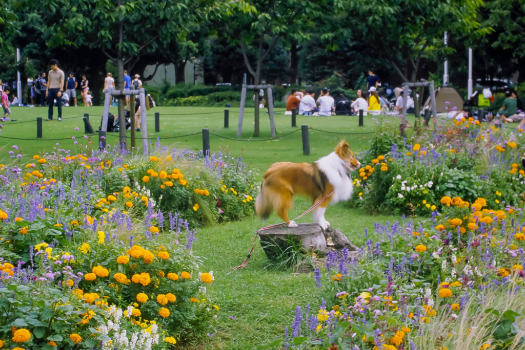 山下公園の犬