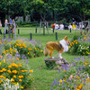 山下公園の犬