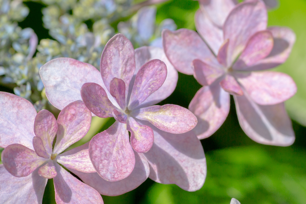 我が家の紫陽花３