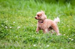 犬も喜び駆け回るの図