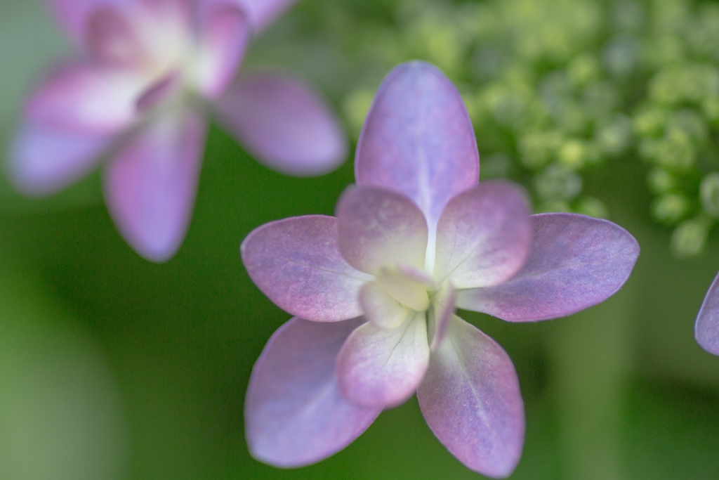 アジサイ鑑賞４