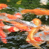 池の鯉は涼しそうです。
