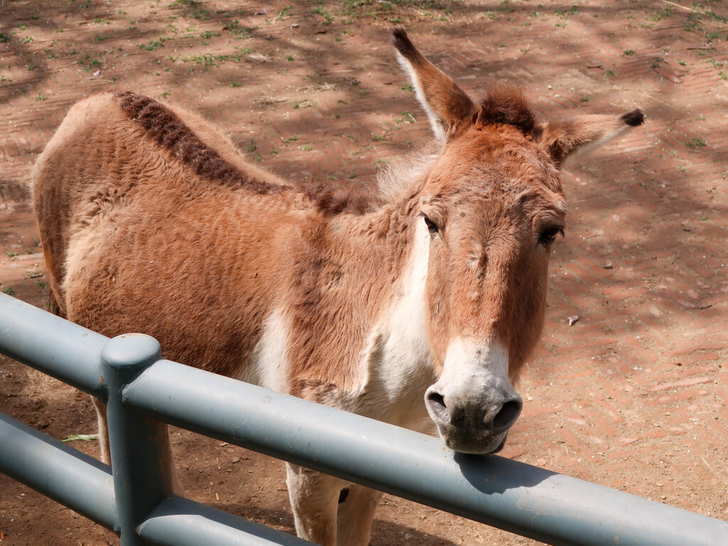 中国の動物園