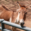 中国の動物園