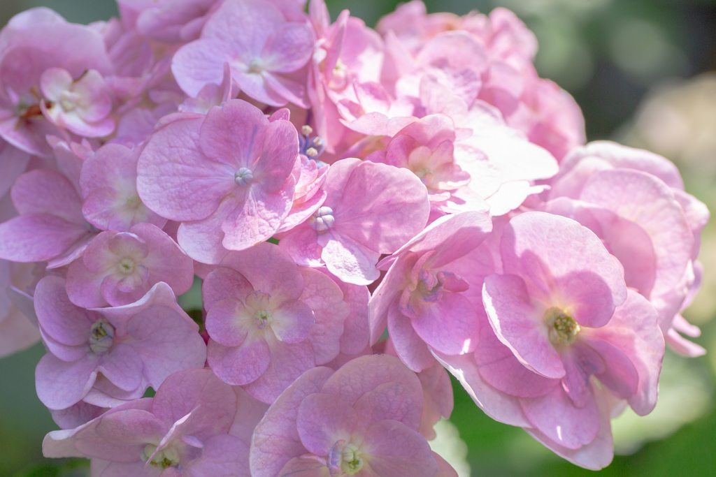 我が家の紫陽花