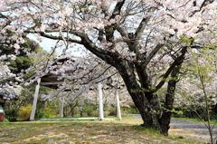 隠岐神社‐相撲の土俵
