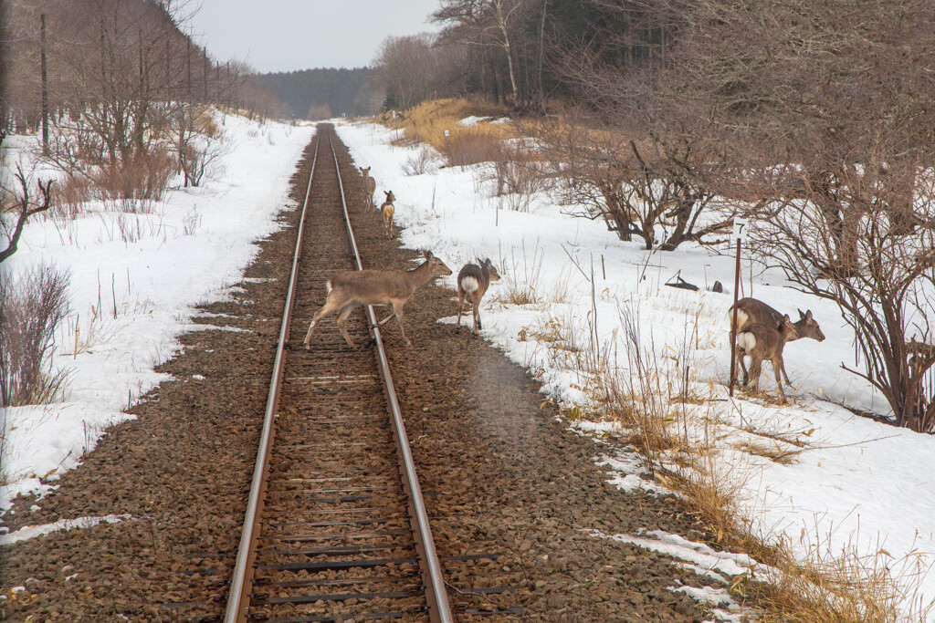 花咲線の鹿
