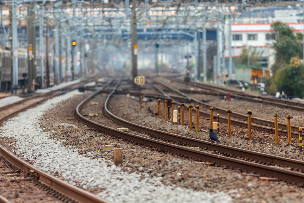 東海道大船　カラスが一羽線路に