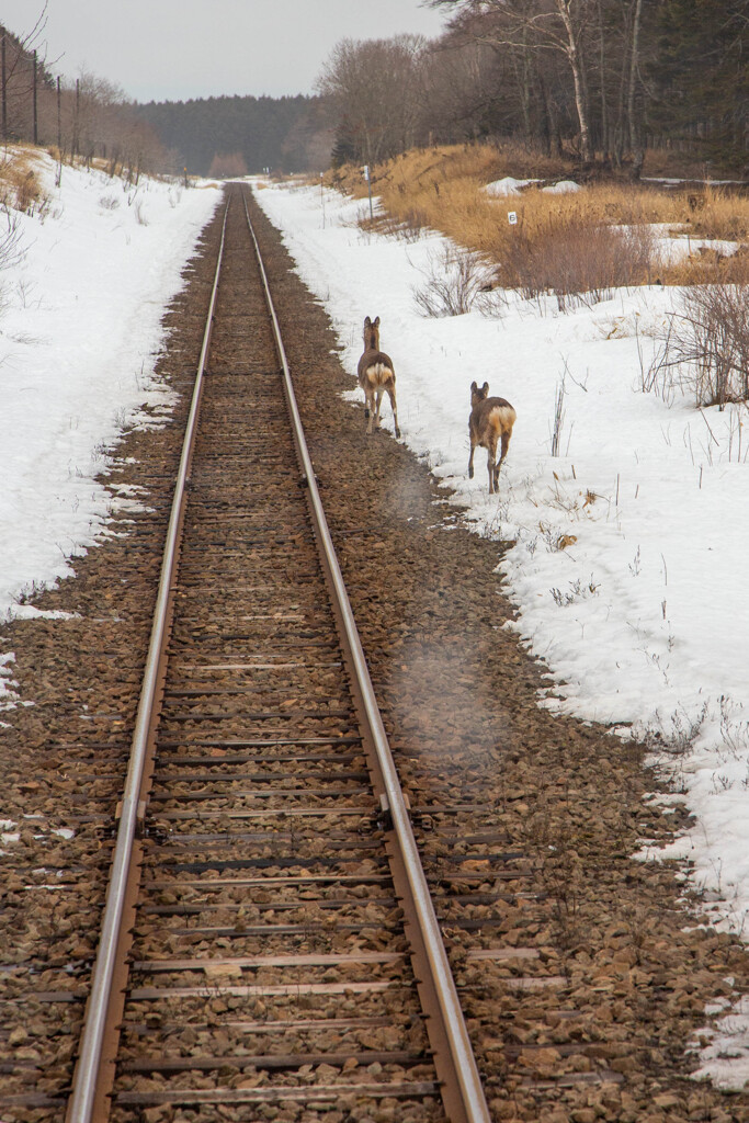 花咲線の鹿