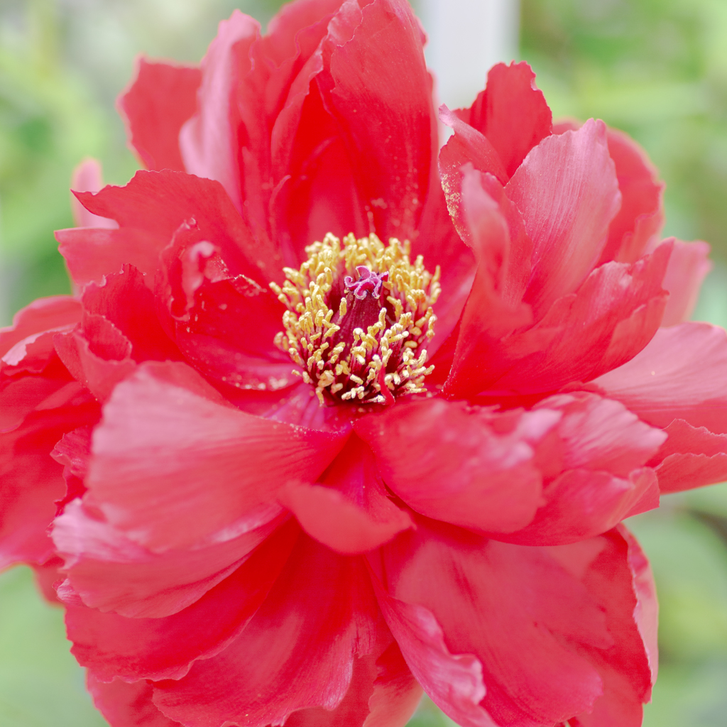 我が家の牡丹咲く