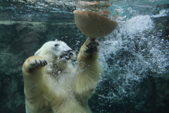 動物の目が素敵です　シロクマ
