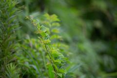 庭の雑草ですが…
