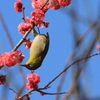 宮崎紅梅３