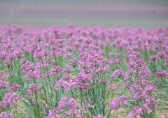 砂丘ラッキョウの花１