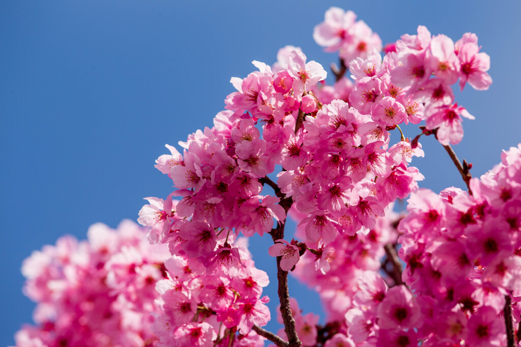 横浜緋桜