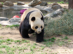 中国の動物園