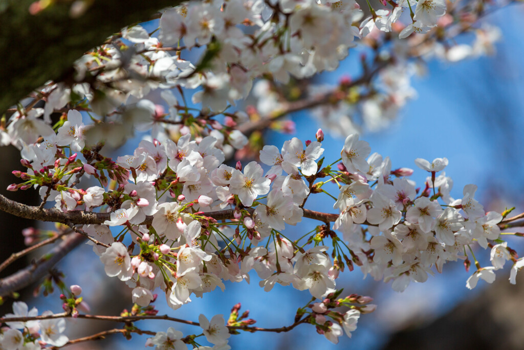 桜咲く