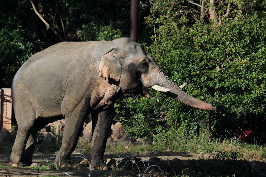 動物園のゾウ