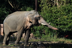 動物園のゾウ