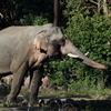 動物園のゾウ