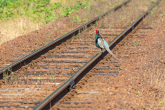 山陰線の鉄道風景