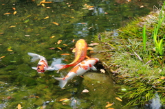 池の錦鯉