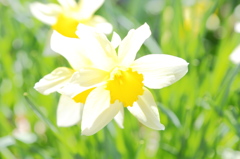 春の花　黄色