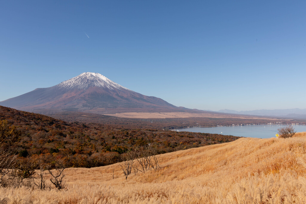 富士山　雪とススキ