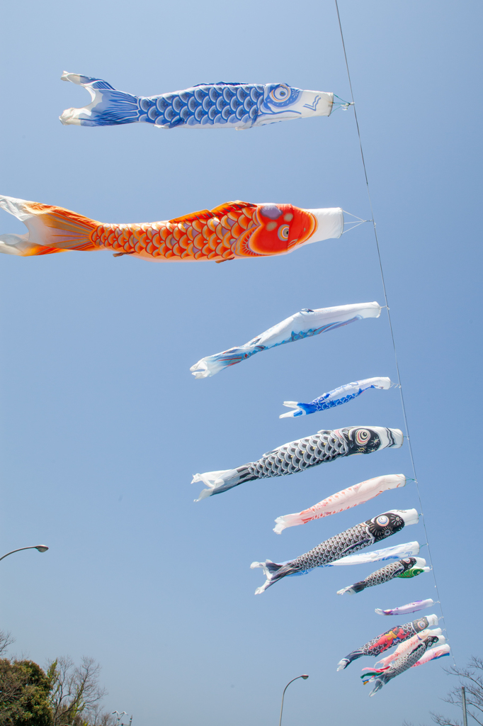 鯉のぼり