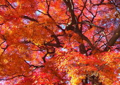 ロードバイクで紅葉狩り