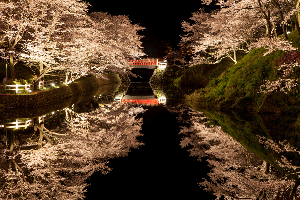 鳥取　鹿野城跡の桜