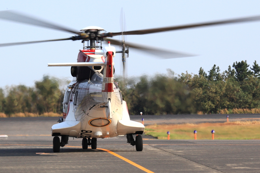 Red striped Boar(赤線猪)