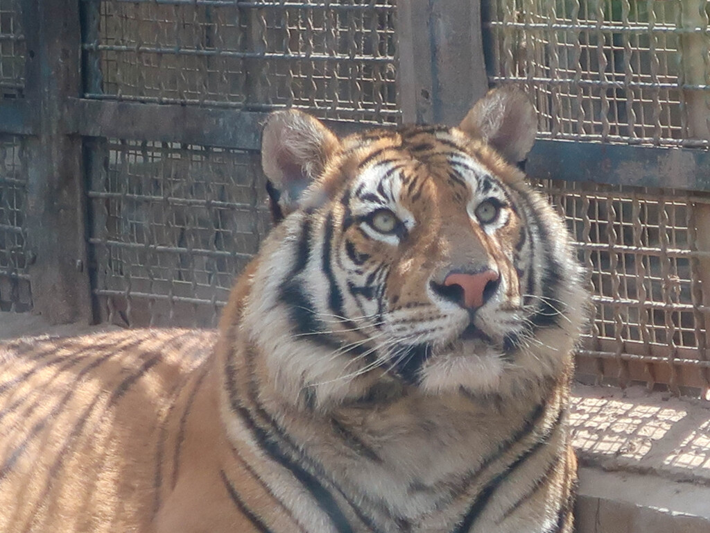 中国の動物園