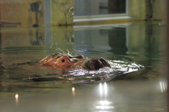 動物の目が素敵です　カバ